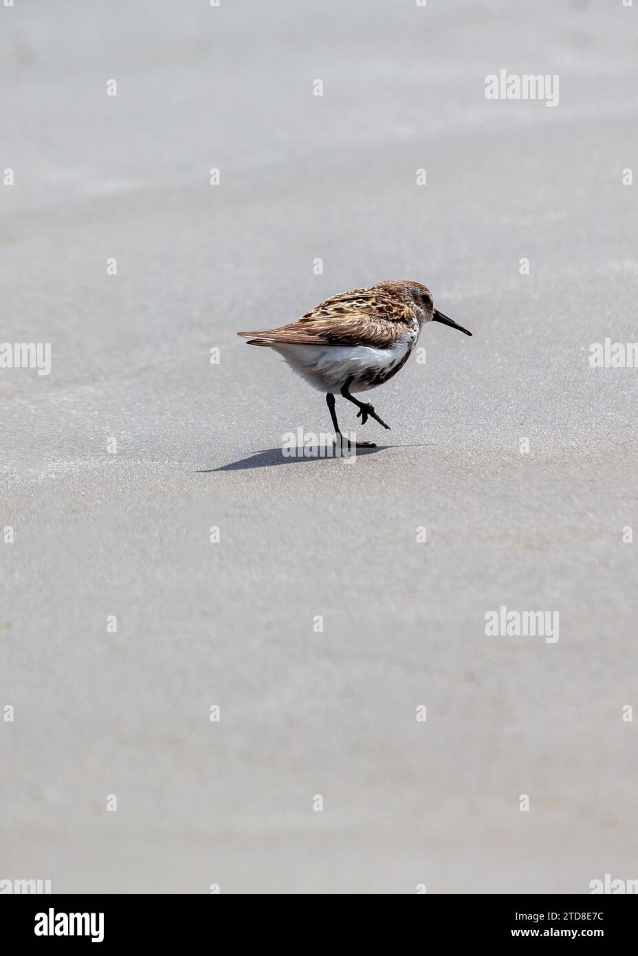 Le Dunlin agile (Calidris alpina), un oiseau de rivage qui fréquente les habitats côtiers dans le monde entier. Reconnu par son plumage élégant et son long bec élancé, ce m Banque D'Images