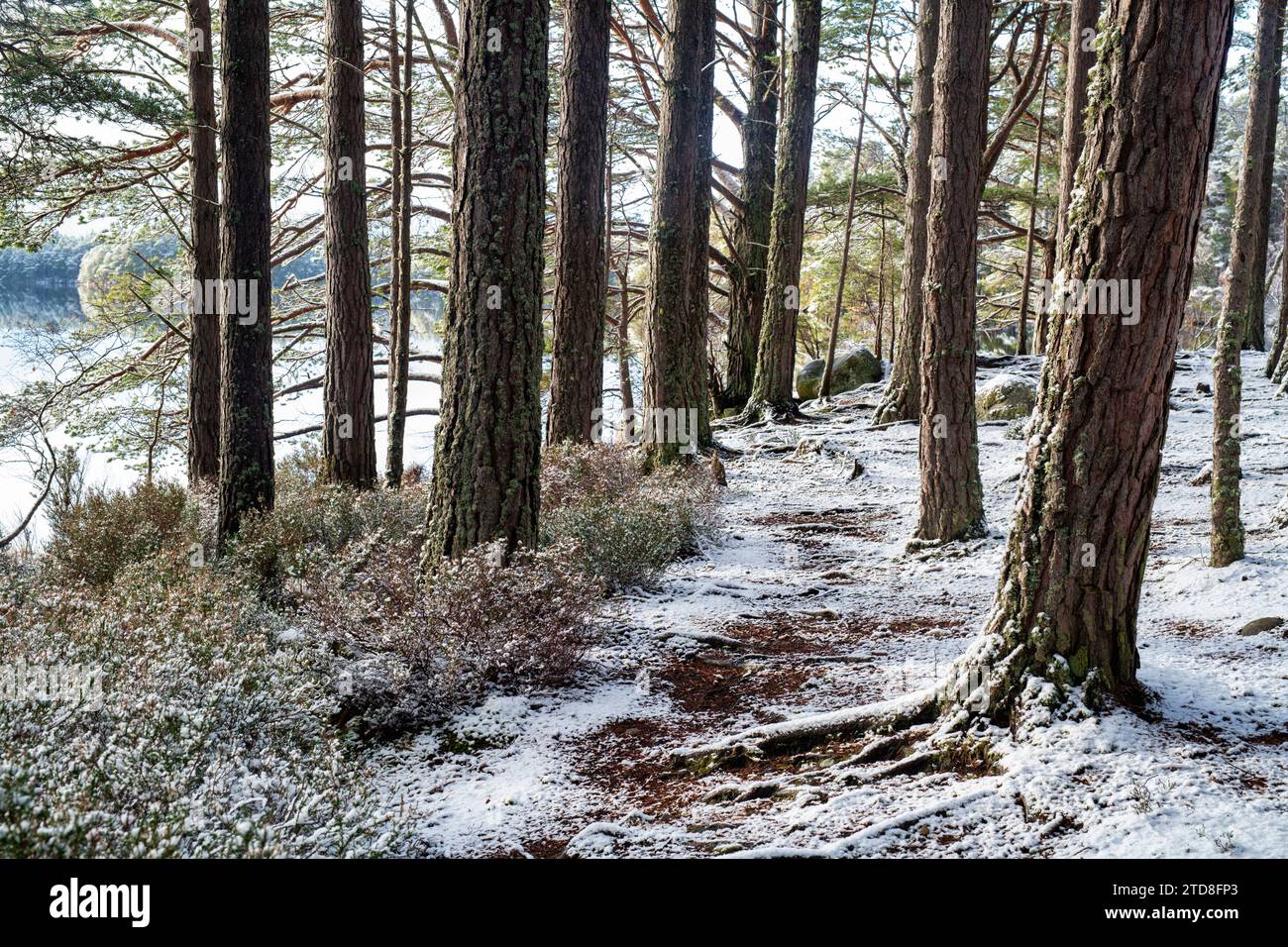 Pins écossais le long du Loch Garten dans la neige. Highlands, Écosse Banque D'Images