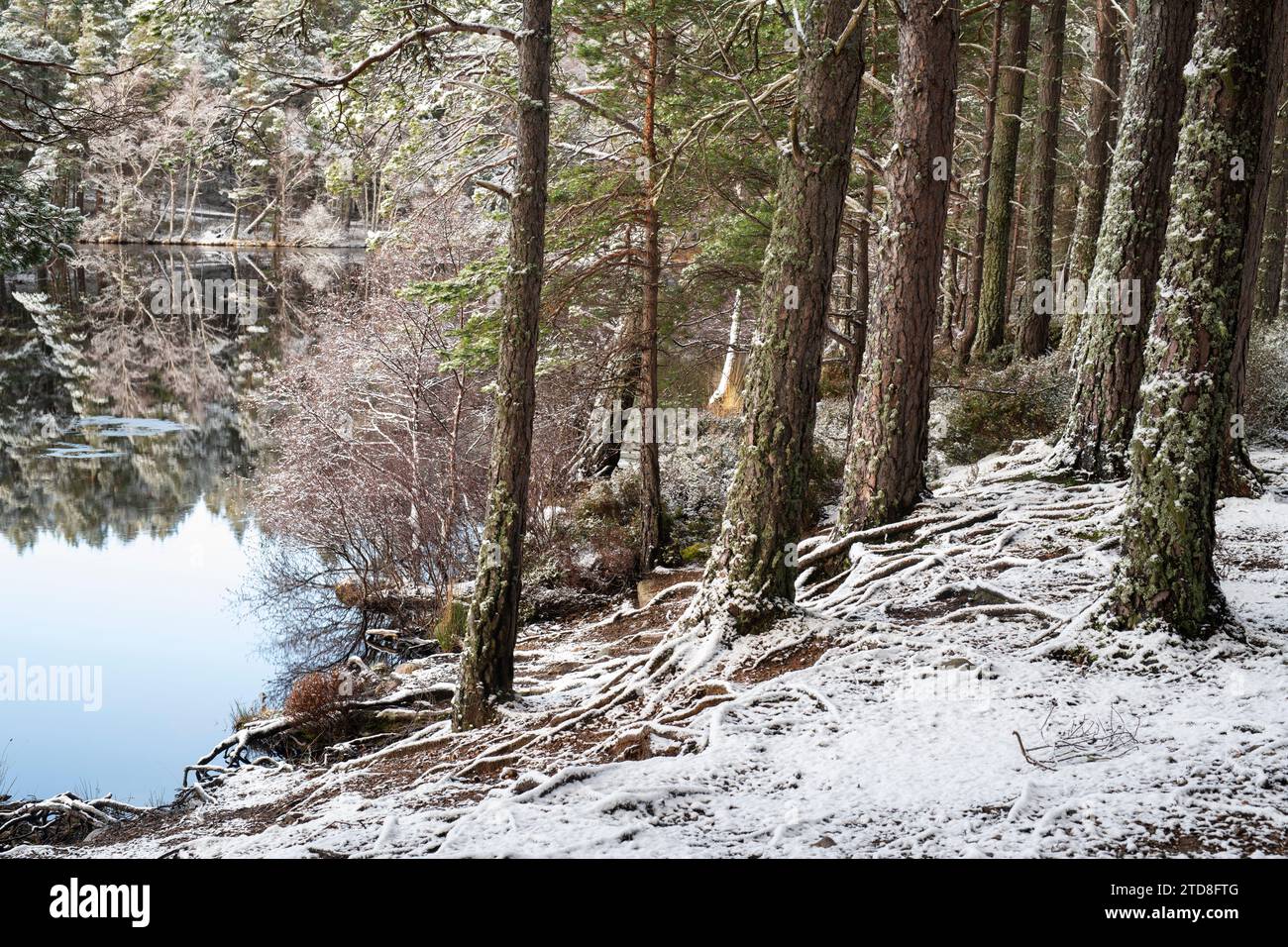 Pins écossais le long du Loch Garten dans la neige. Highlands, Écosse Banque D'Images