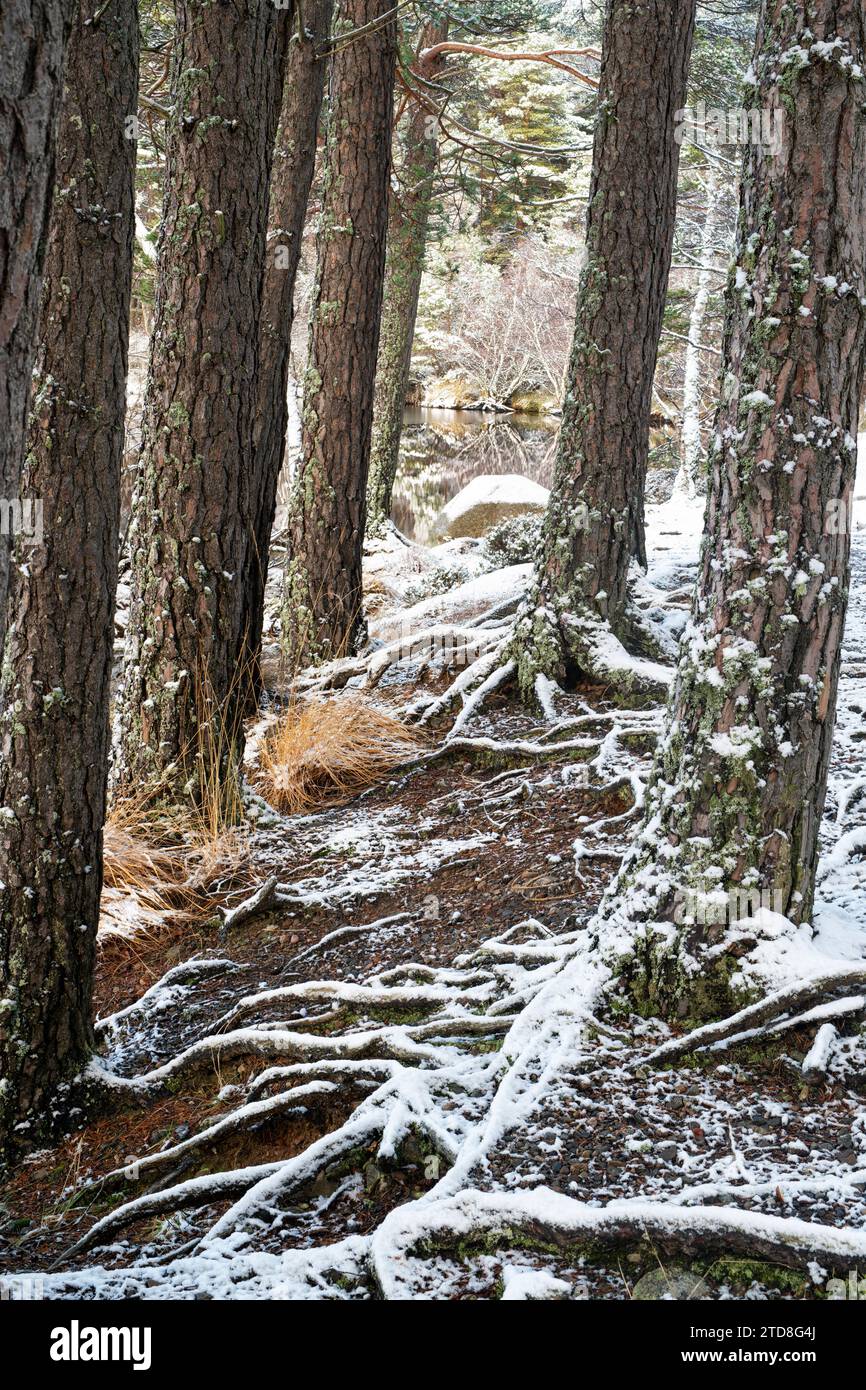 Pins écossais le long du Loch Garten dans la neige. Highlands, Écosse Banque D'Images