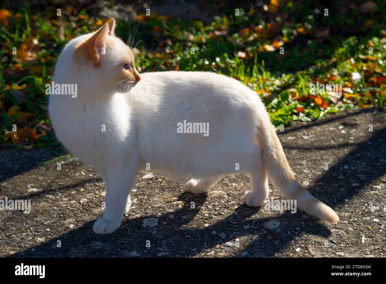 Chaton blanc. Banque D'Images