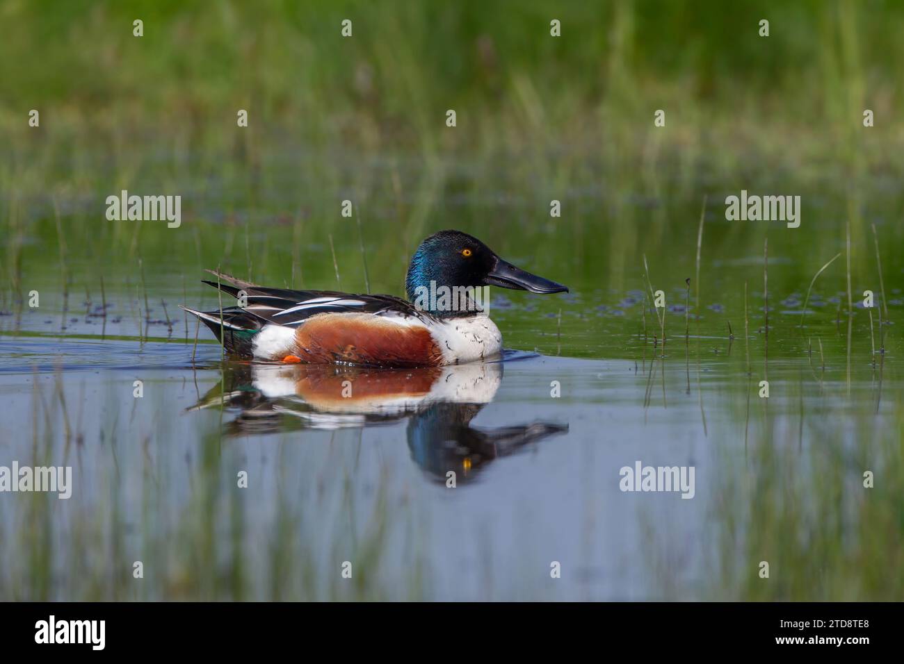 Pelle Duck dans l'eau avec réflexion Banque D'Images