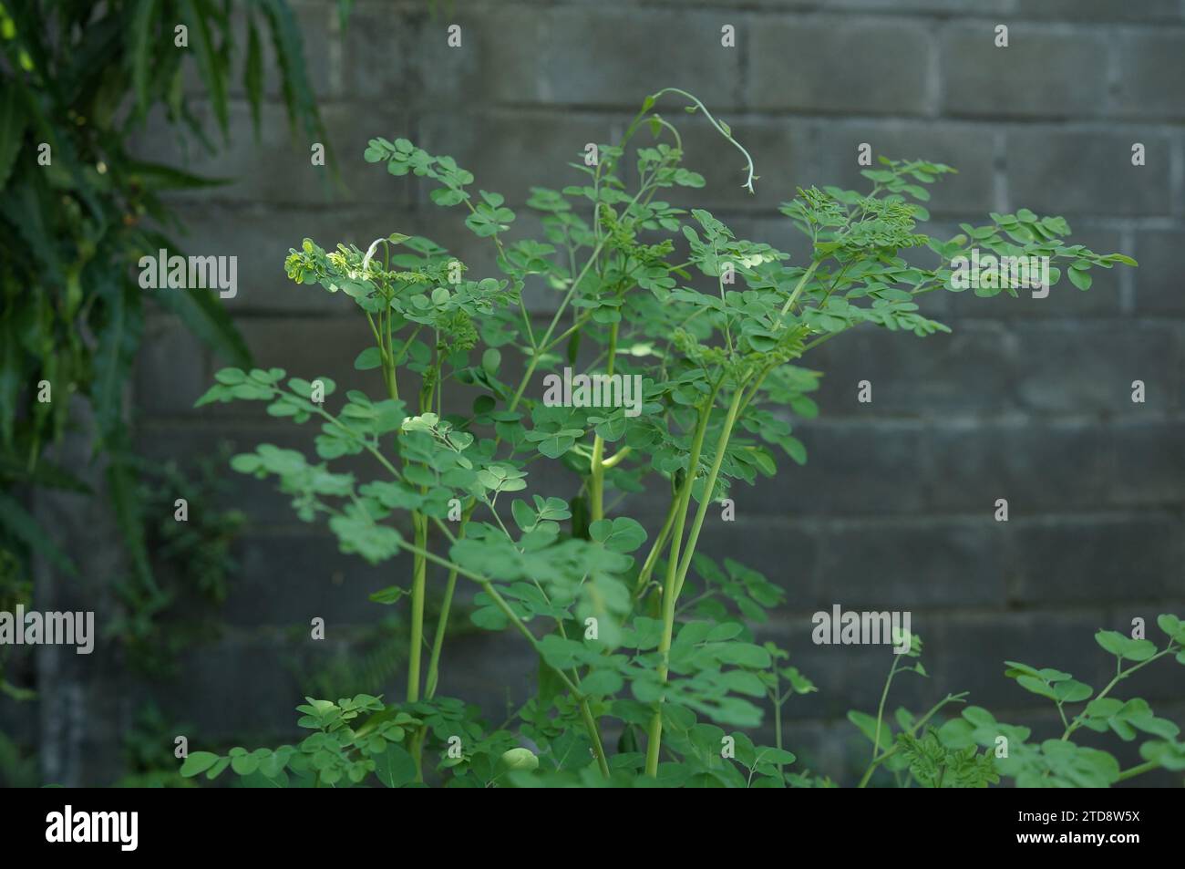 Feuilles de Moringa (Moringa oleifera) ou huile de ben poussant sur le côté de la route Banque D'Images