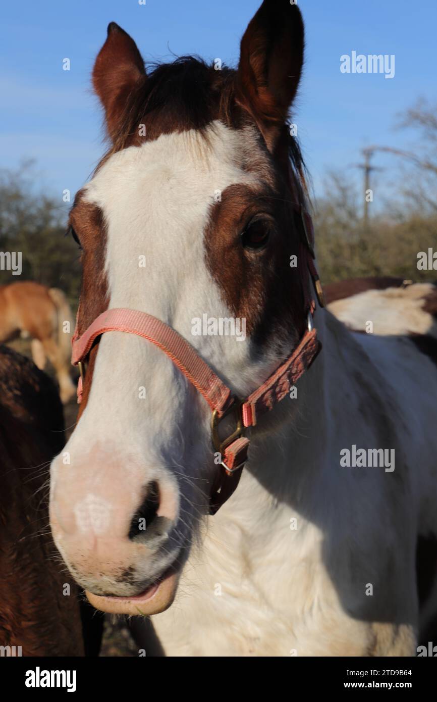 un joli portrait amusant d'un cheval Banque D'Images