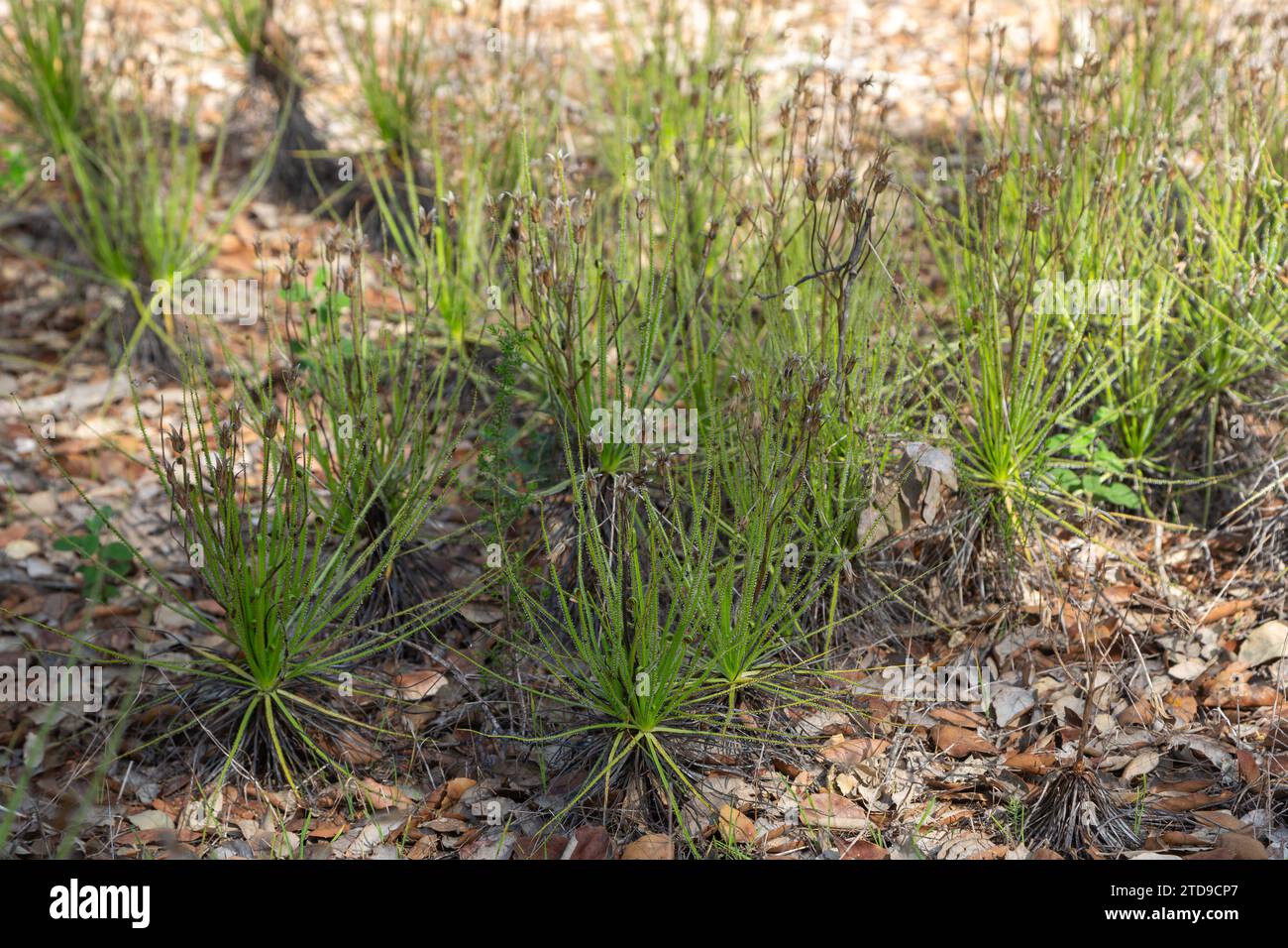 Le Sundew portugais (Drosophyllum lusitanicum), une plante carnivore, dans un habitat naturel près de Santiago do Cacem au Portugal Banque D'Images