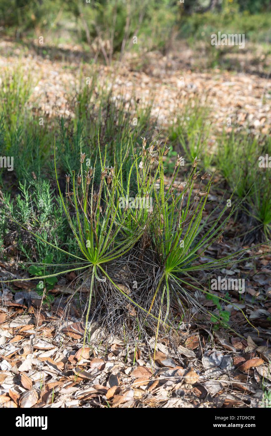 Le Sundew portugais (Drosophyllum lusitanicum), une plante carnivore, dans un habitat naturel près de Santiago do Cacem au Portugal Banque D'Images