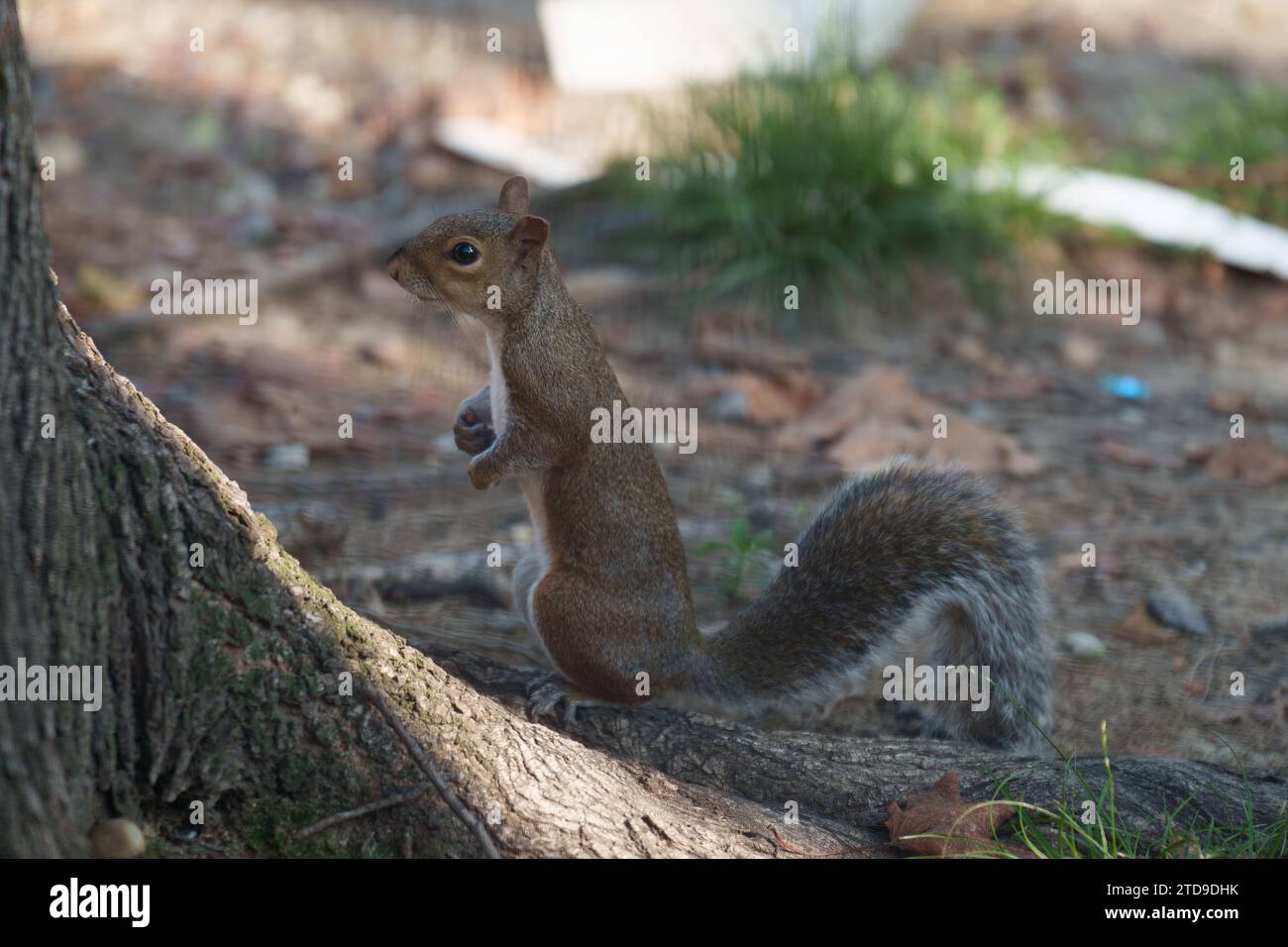 Un écureuil sauvage dans la via Leon Battista Alberti à Milan, Lombardie, Italie Banque D'Images
