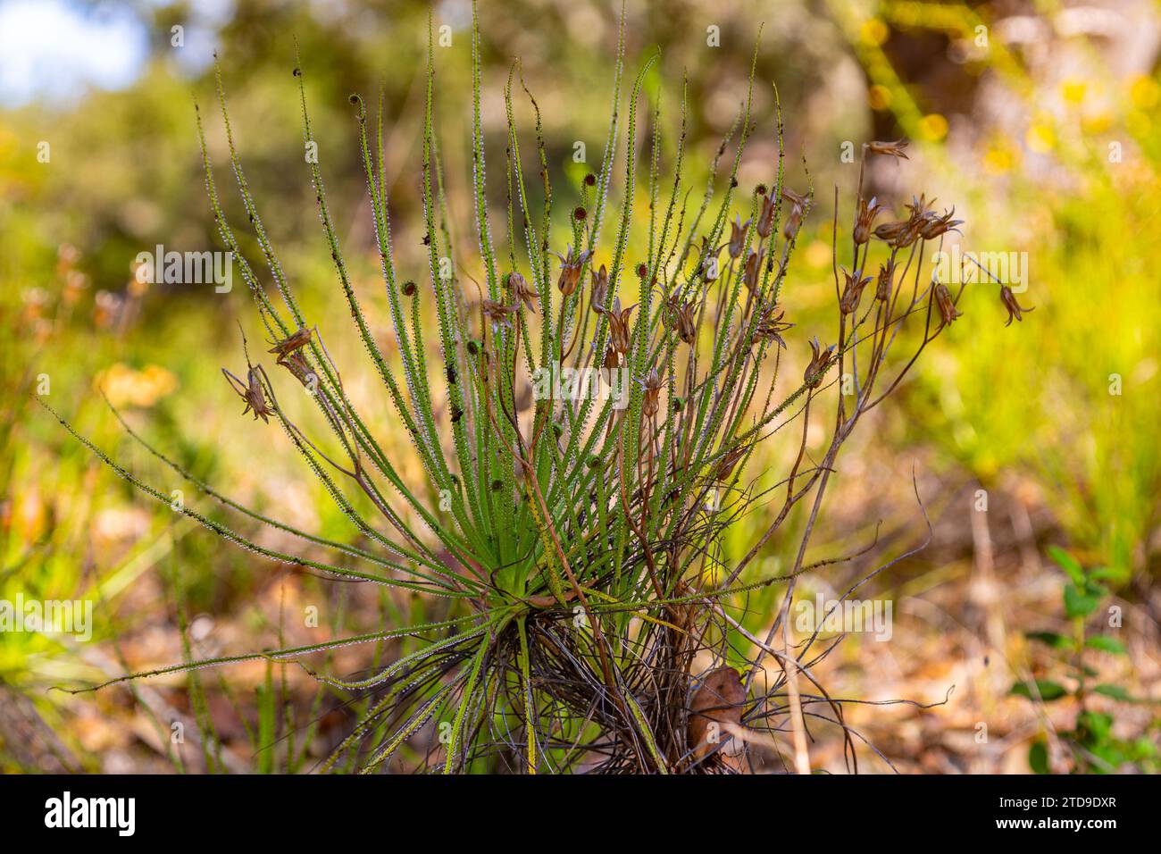 Le Sundew portugais (Drosophyllum lusitanicum), une plante carnivore, dans un habitat naturel près de Santiago do Cacem au Portugal Banque D'Images