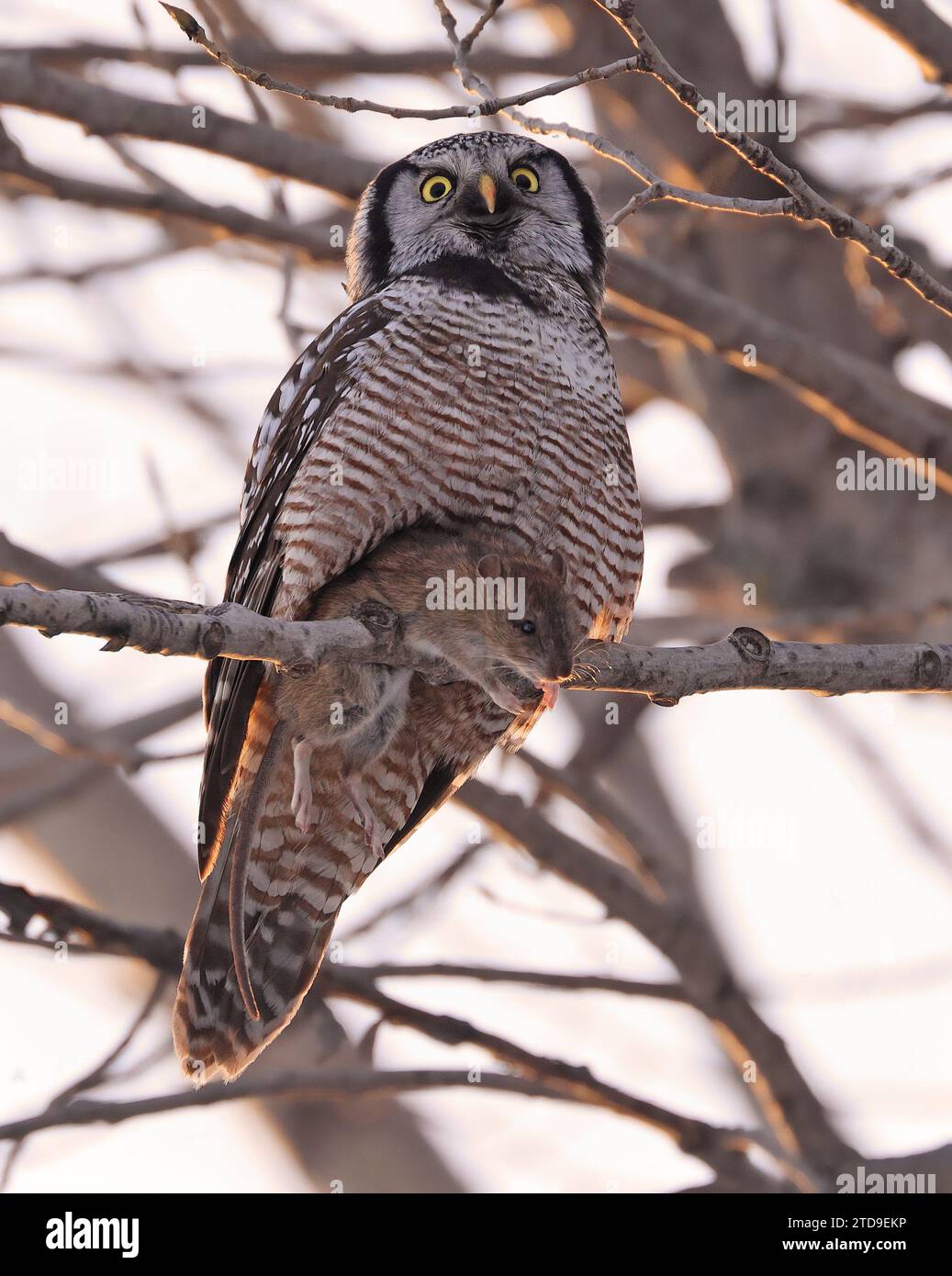 Northern Hawk Owl assis sur une branche d'arbre avec cette proie dans la forêt, Québec, Canada Banque D'Images
