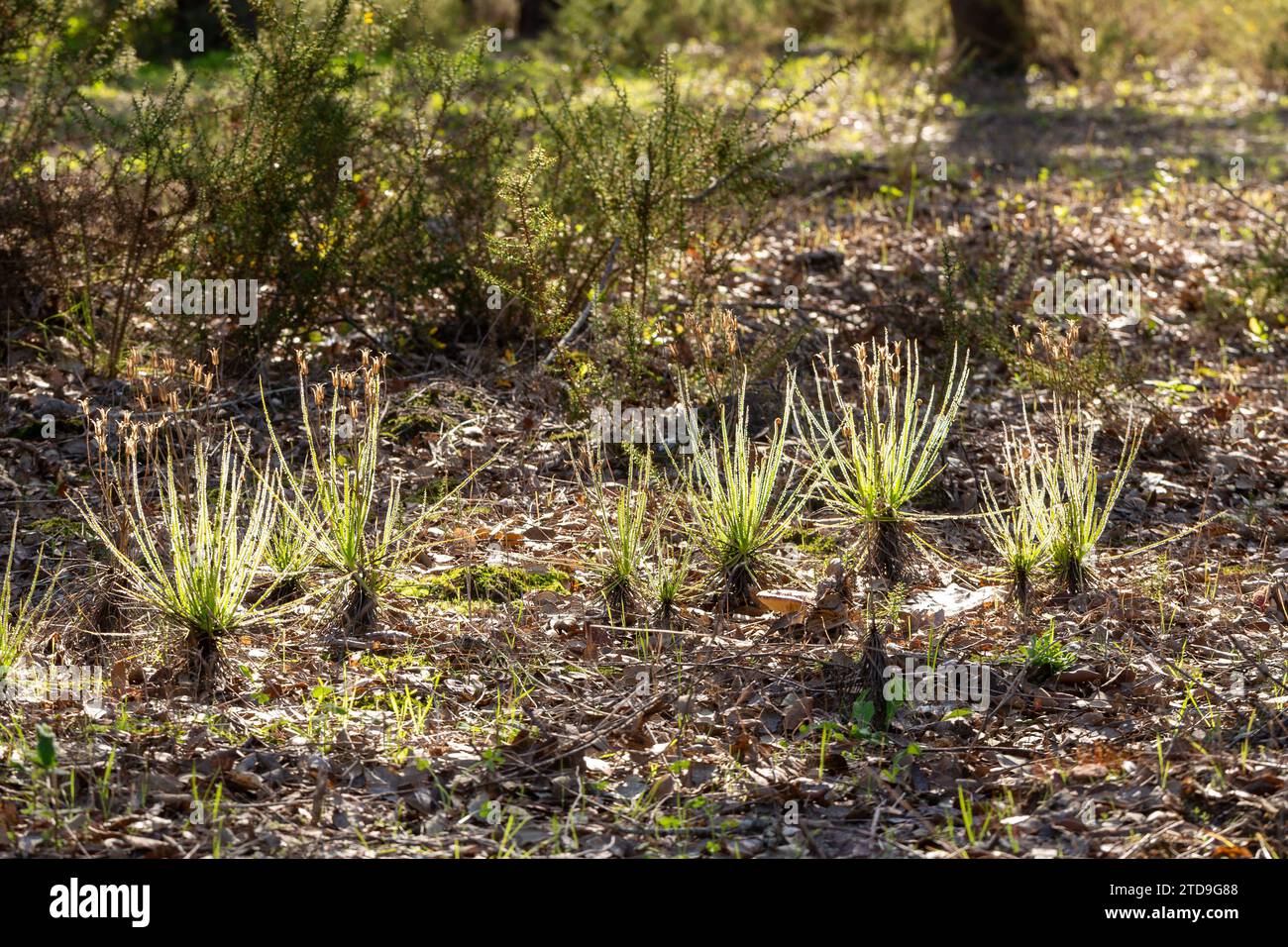 Le Sundew portugais (Drosophyllum lusitanicum), une plante carnivore, dans un habitat naturel près de Santiago do Cacem au Portugal Banque D'Images