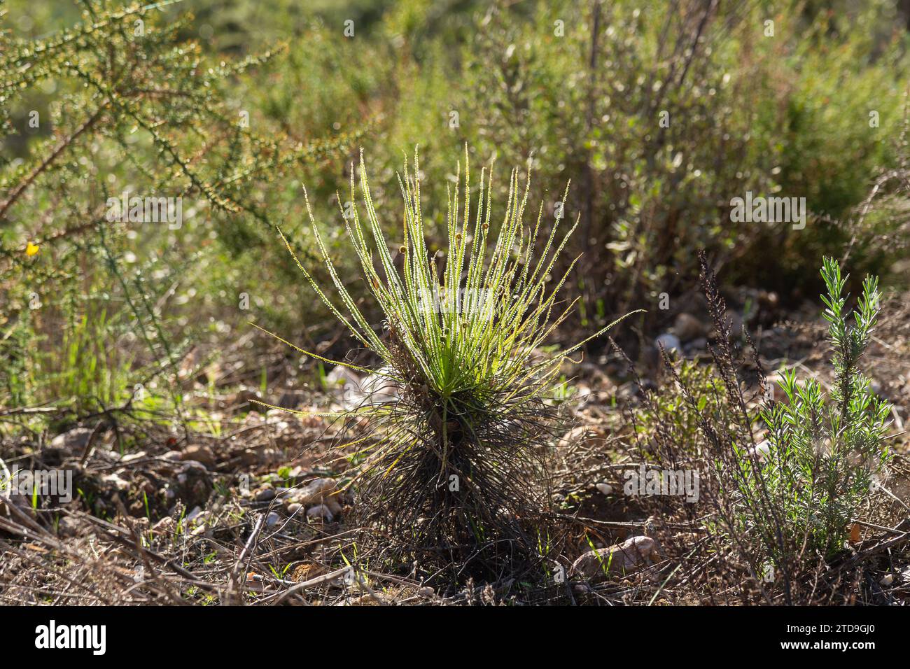 Le Sundew portugais (Drosophyllum lusitanicum), une plante carnivore, dans un habitat naturel près de Santiago do Cacem au Portugal Banque D'Images