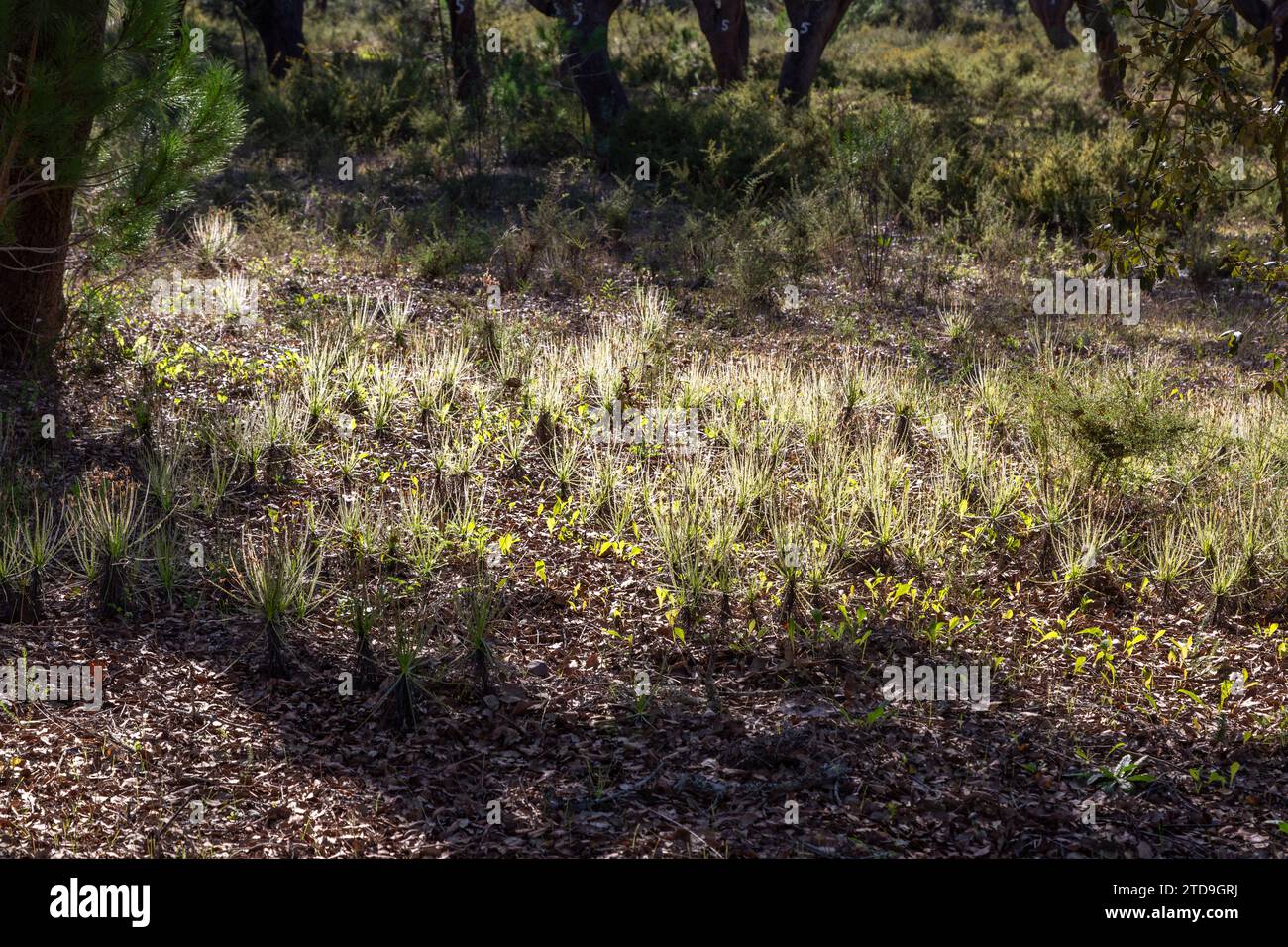 Le Sundew portugais (Drosophyllum lusitanicum), une plante carnivore, dans un habitat naturel près de Santiago do Cacem au Portugal Banque D'Images