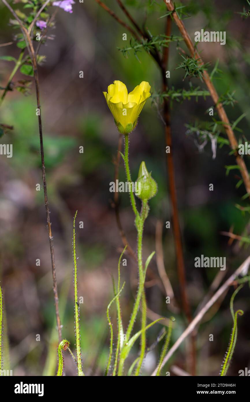 Fleur jaune du Sundew portugais (Drosophyllum lusitanicum), une plante carnivore, dans un habitat naturel près de Santiago do Cacem au Portugal Banque D'Images