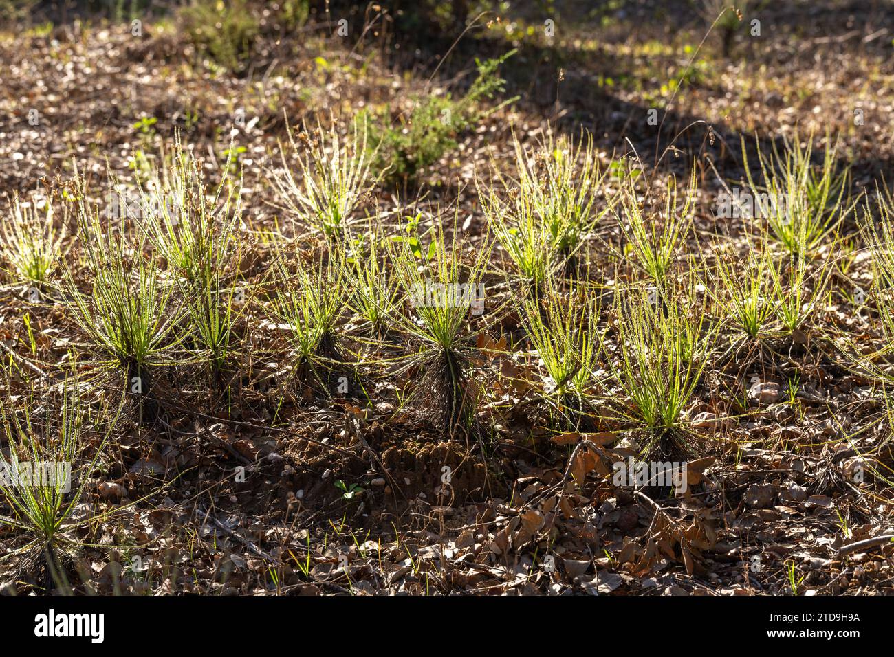 Le Sundew portugais (Drosophyllum lusitanicum), une plante carnivore, dans un habitat naturel près de Santiago do Cacem au Portugal Banque D'Images