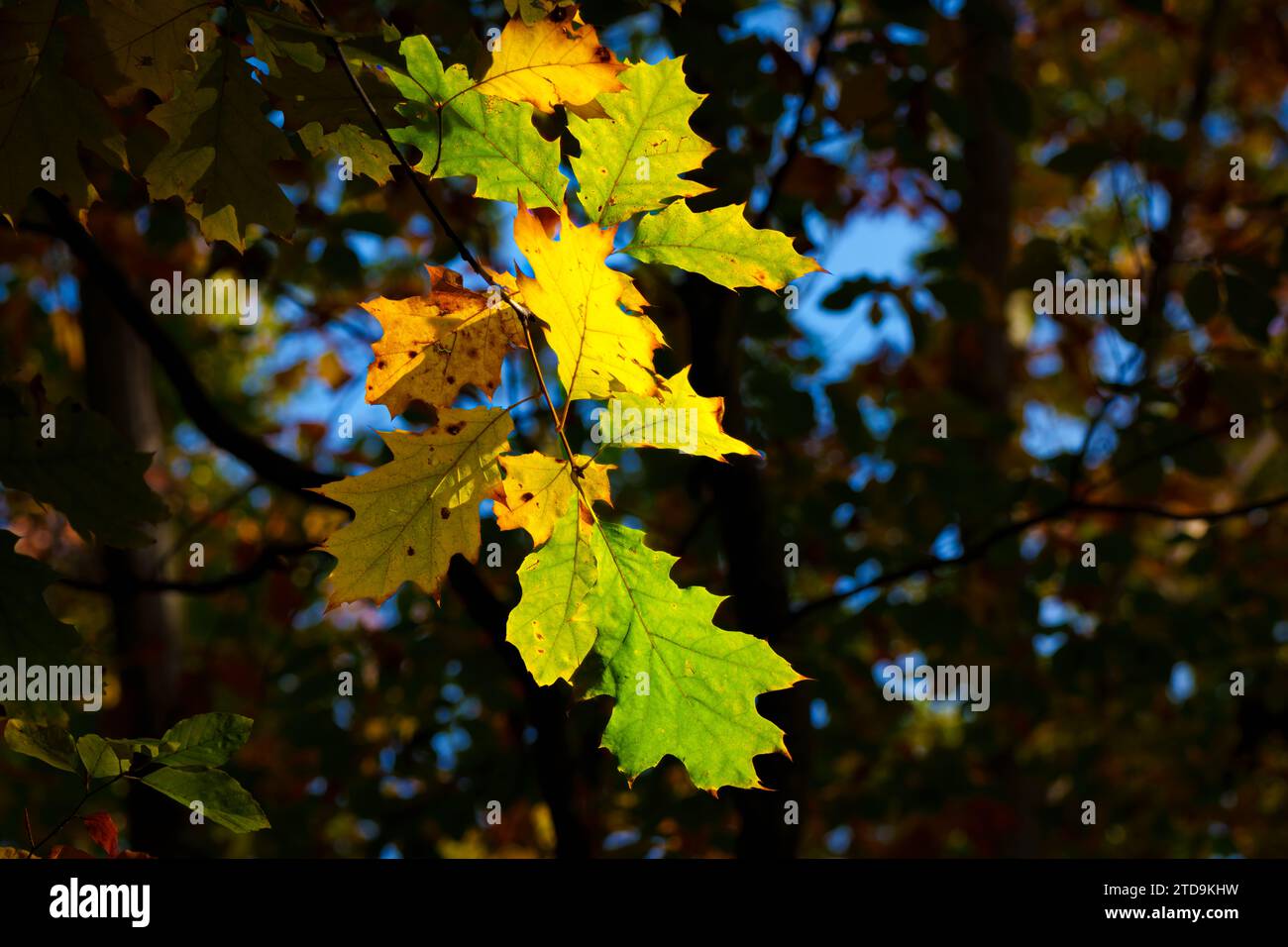 Coloré diverses feuilles tombées d'automne sur le sol. Feuilles d'automne jaunes, oranges, vertes et rouges d'octobre. Banque D'Images