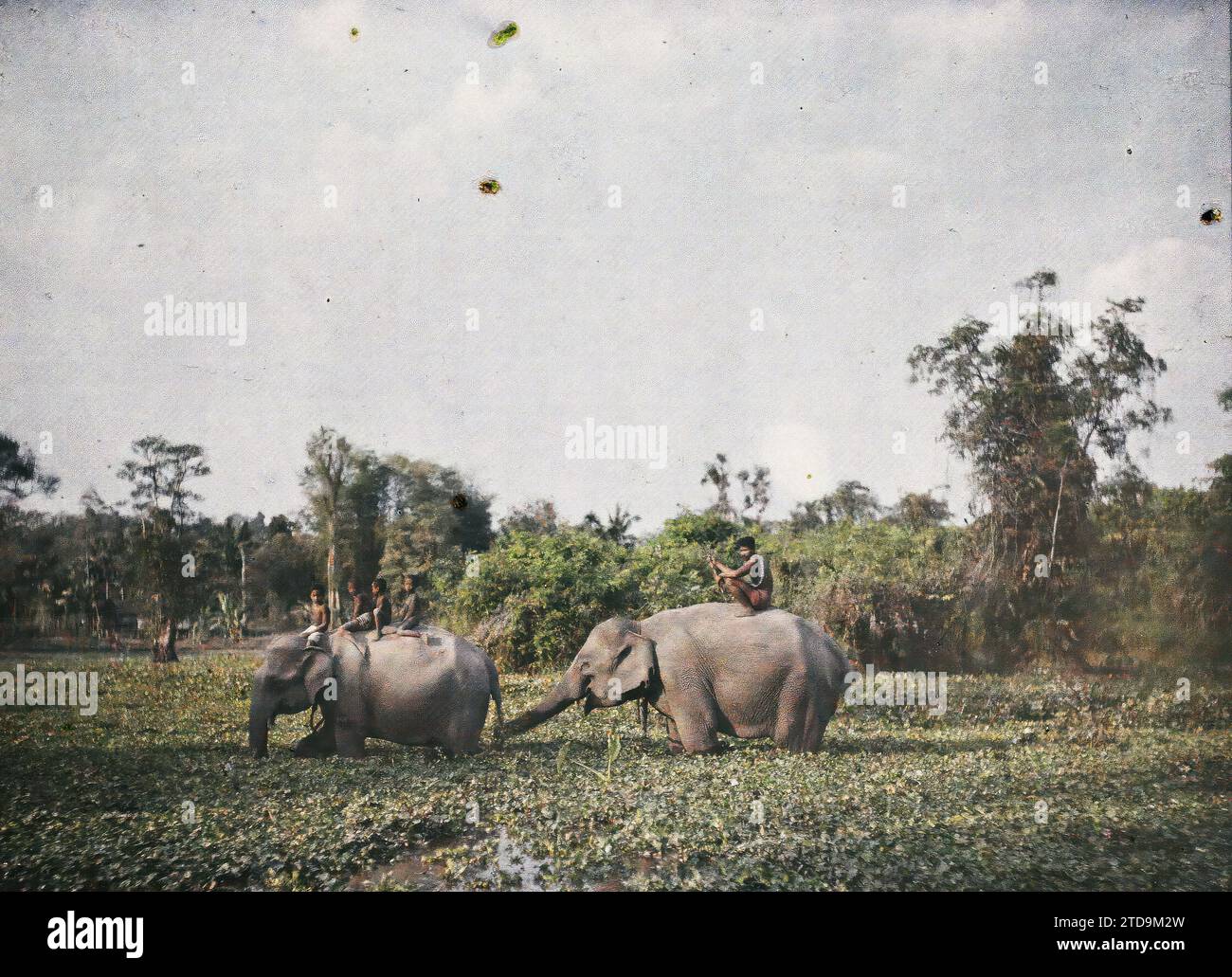 Province de Siem Reap, Cambodge, Indochine deux éléphants, portant un homme et des enfants, dans un marais, transport, Animal, êtres humains, transport d'animaux, animal réel, éléphant, enfant, corps d'eau, homme, Cambodge, éléphants la région d'Angkor, Angkor, 01/01/1921 - 31/12/1921, Busy, Léon, Léon Busy photographe en Indochine, Autochrome, photo, verre, Autochrome, photo, horizontale, taille 9 x 12 cm Banque D'Images