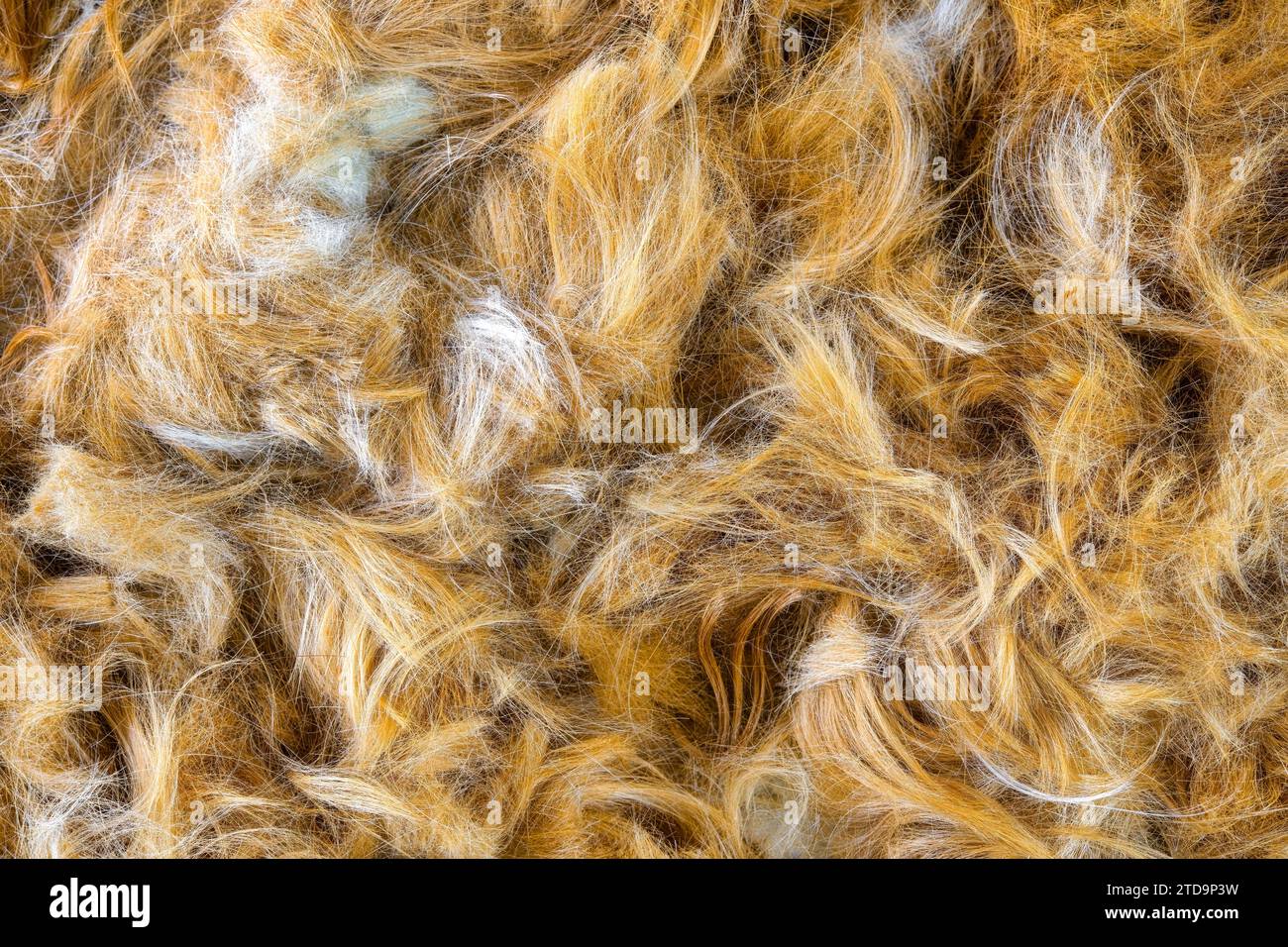 Poils de chien sur une table après toilettage de l'animal de compagnie. Banque D'Images