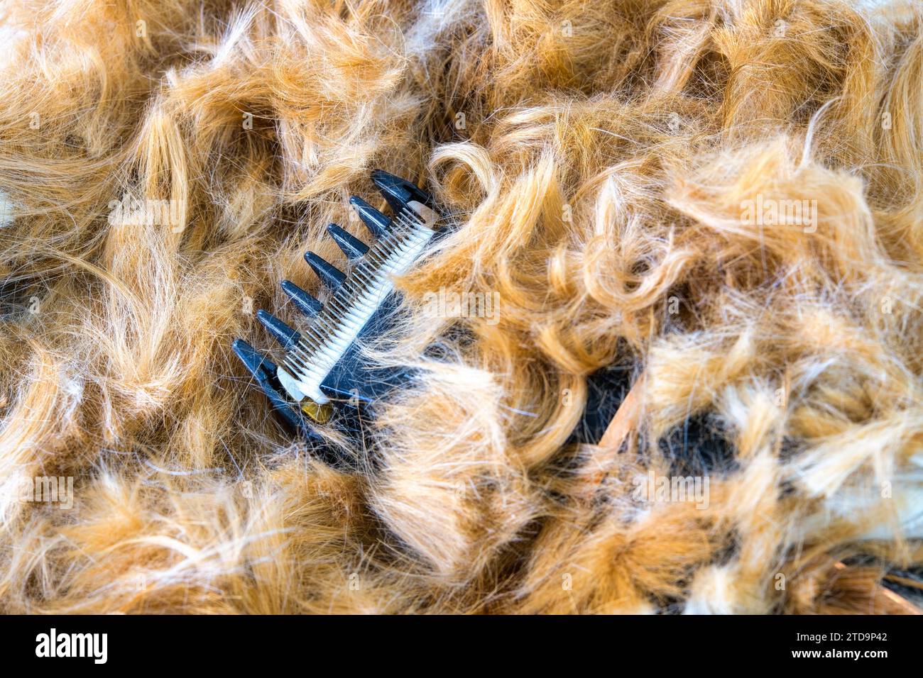 Poils de chien sur une table après toilettage de l'animal de compagnie. Banque D'Images