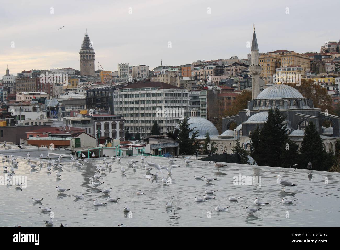 Piscine sur le toit de la galerie d'art moderne d'Istanbul avec pigeons et horizon montrant la tour Galata Banque D'Images
