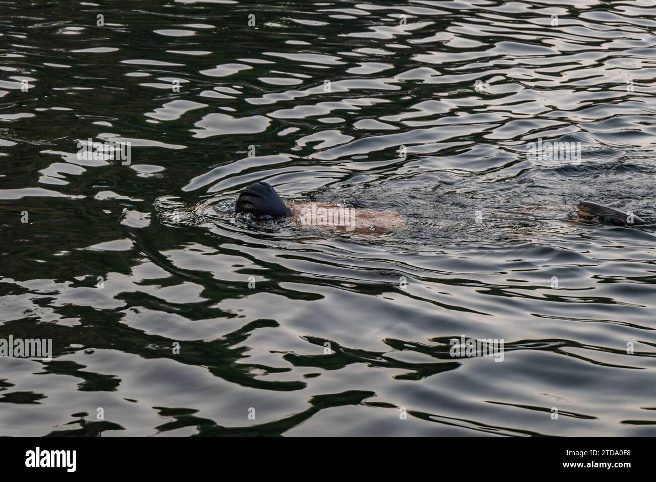 homme nageant dans l'eau du lac le matin à partir d'un angle plat Banque D'Images
