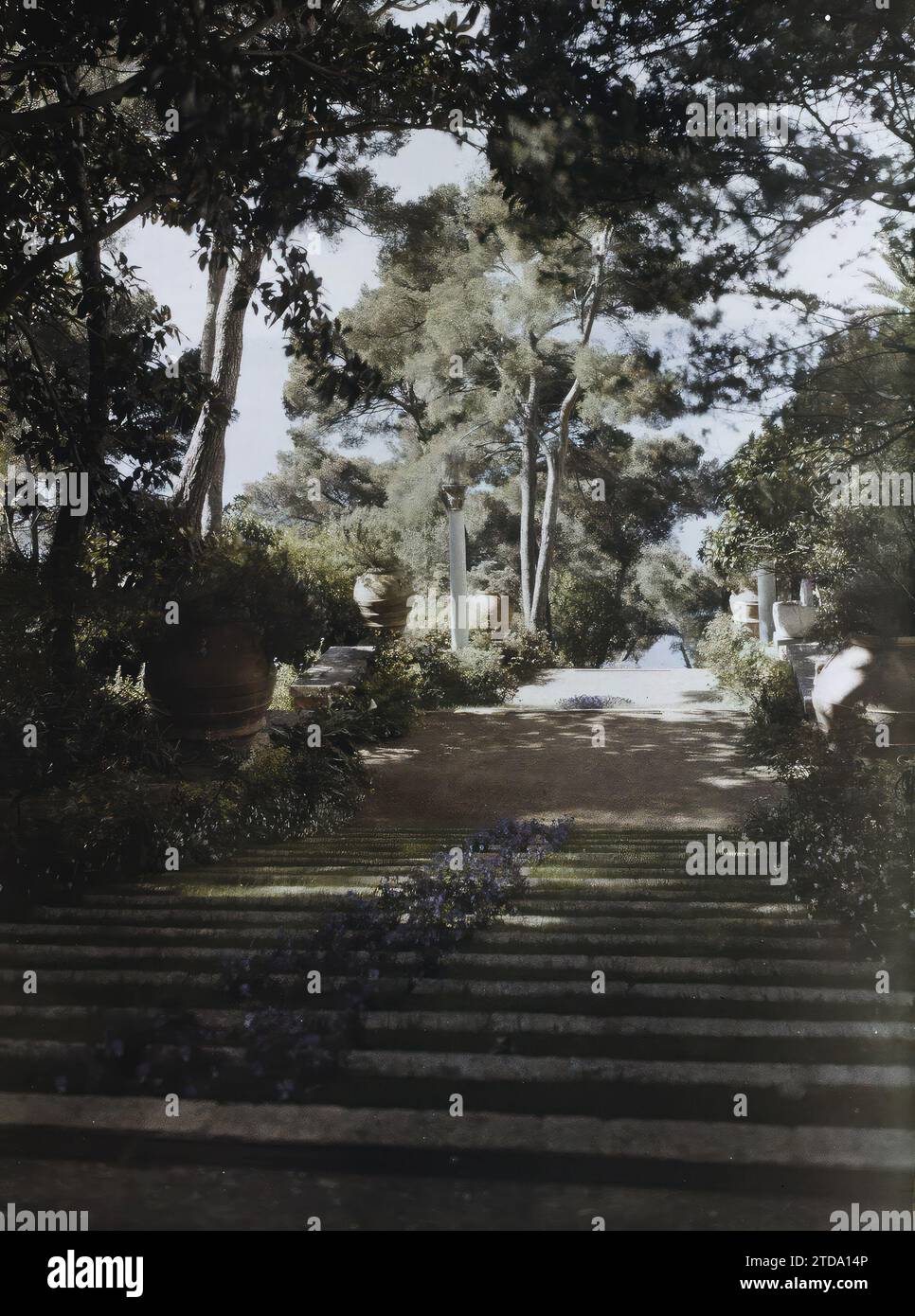 Cap Martin, France Grand escalier fleuri dans le jardin de la Villa Cypris avec vue sur la mer, personnalité, Animal, Habitat, Architecture, nature, Environnement, Mer, océan, personnalité commerciale, animal représenté, animal fantastique, PIN, escalier, colonne, vase, oiseau, fleur, Villa, Parc, jardin, végétation, botanique, France, le Cap. Martin, propriété de Mme Douine - escalier fleuri pris d'en haut, Roquebrune-Cap-Martin, 10/04/1927 - 12/04/1927, Léon, Auguste, photographe, 1927 - Cap Martin - Auguste Léon - (Mars-avril), Autochrome, photo, verre, Autochrome, photo, positif, Vertica Banque D'Images