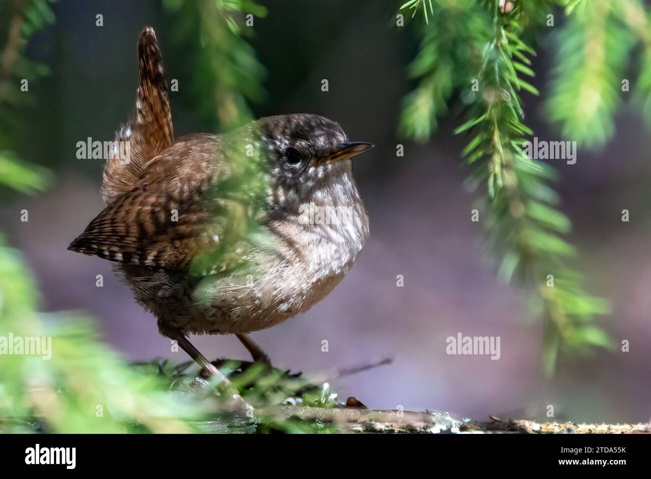 Troglodyte mignon Banque D'Images