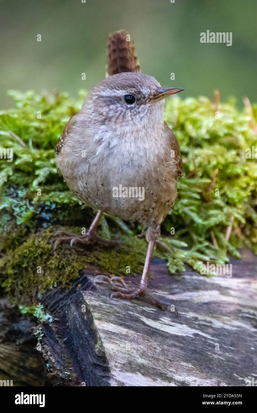 Troglodyte mignon Banque D'Images