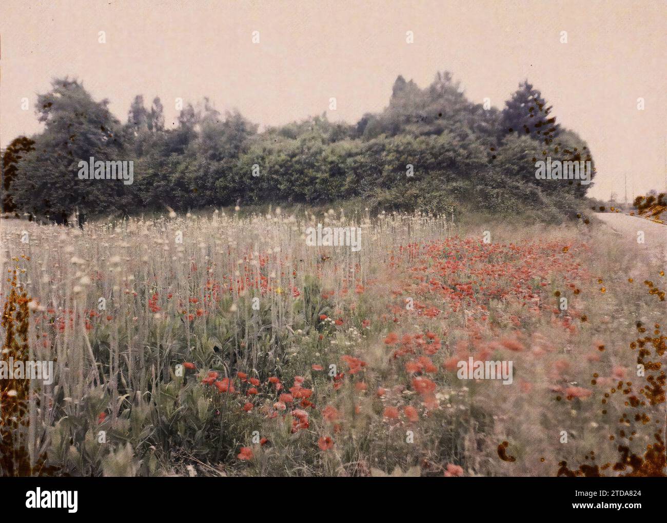 Montsoult, France, activité économique, nature, Environnement, agriculture, élevage, coquelicot, coquelicot, fleur, végétation, botanique, Ile de France, Montsoult, champ de poireaux cultivés pour graines, Montsoult, 19/06/1930 - 19/06/1930, Passet, Stéphane, photographe, 1930 - Ile-de-France - Stéphane Passet - (1 mai-8 juillet), Autochrome, photo, verre, Autochrome, photo, positive Banque D'Images