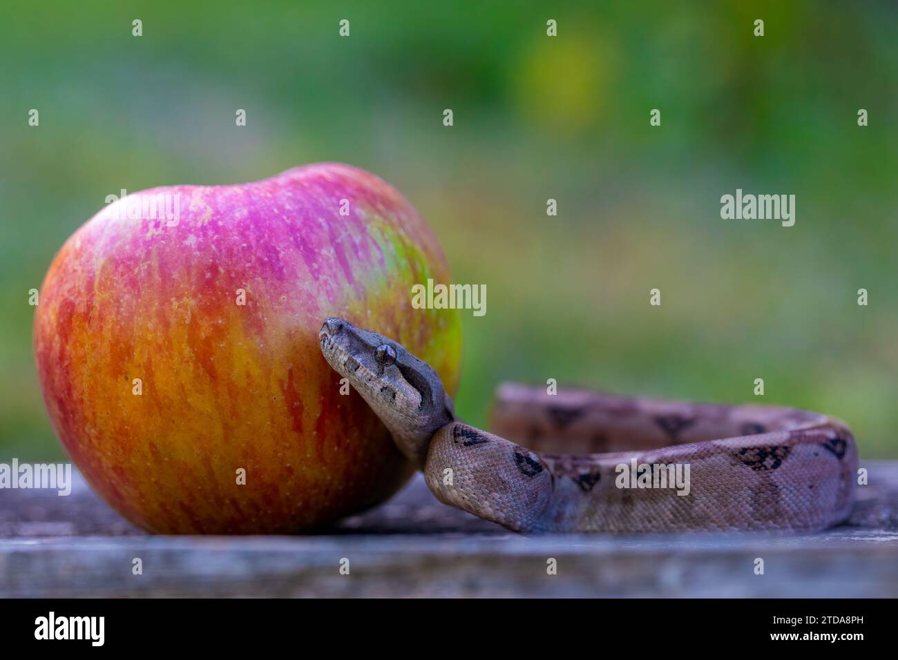 Serpent à la pomme, boa constrictor en milieu naturel : photographie animalière, tentation de pomme, histoire biblique Banque D'Images