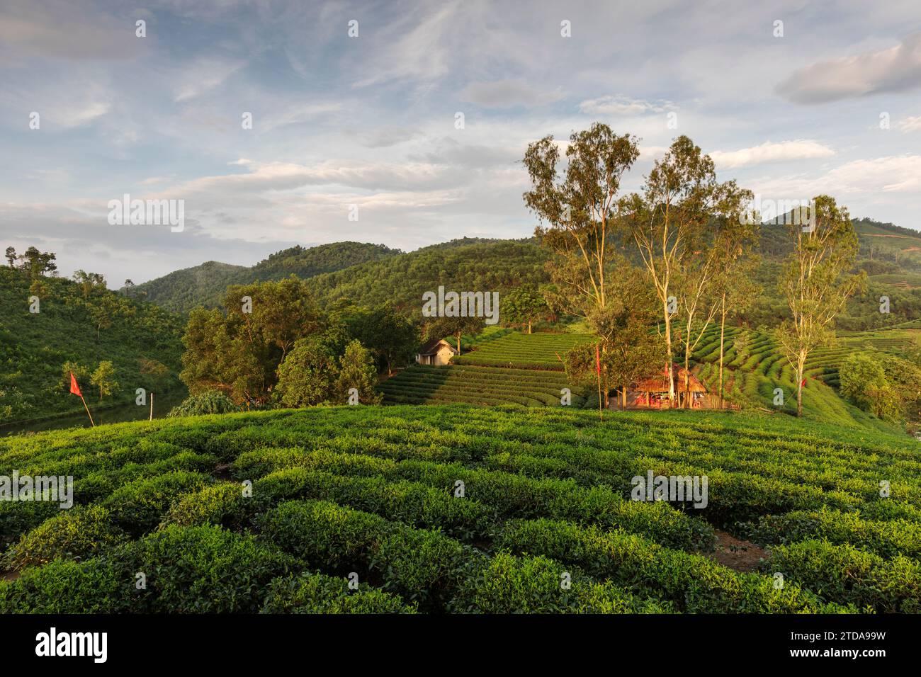 Champs de thé dans les collines du Moyen Vietnam (CTK photo/Ondrej Zaruba) Banque D'Images