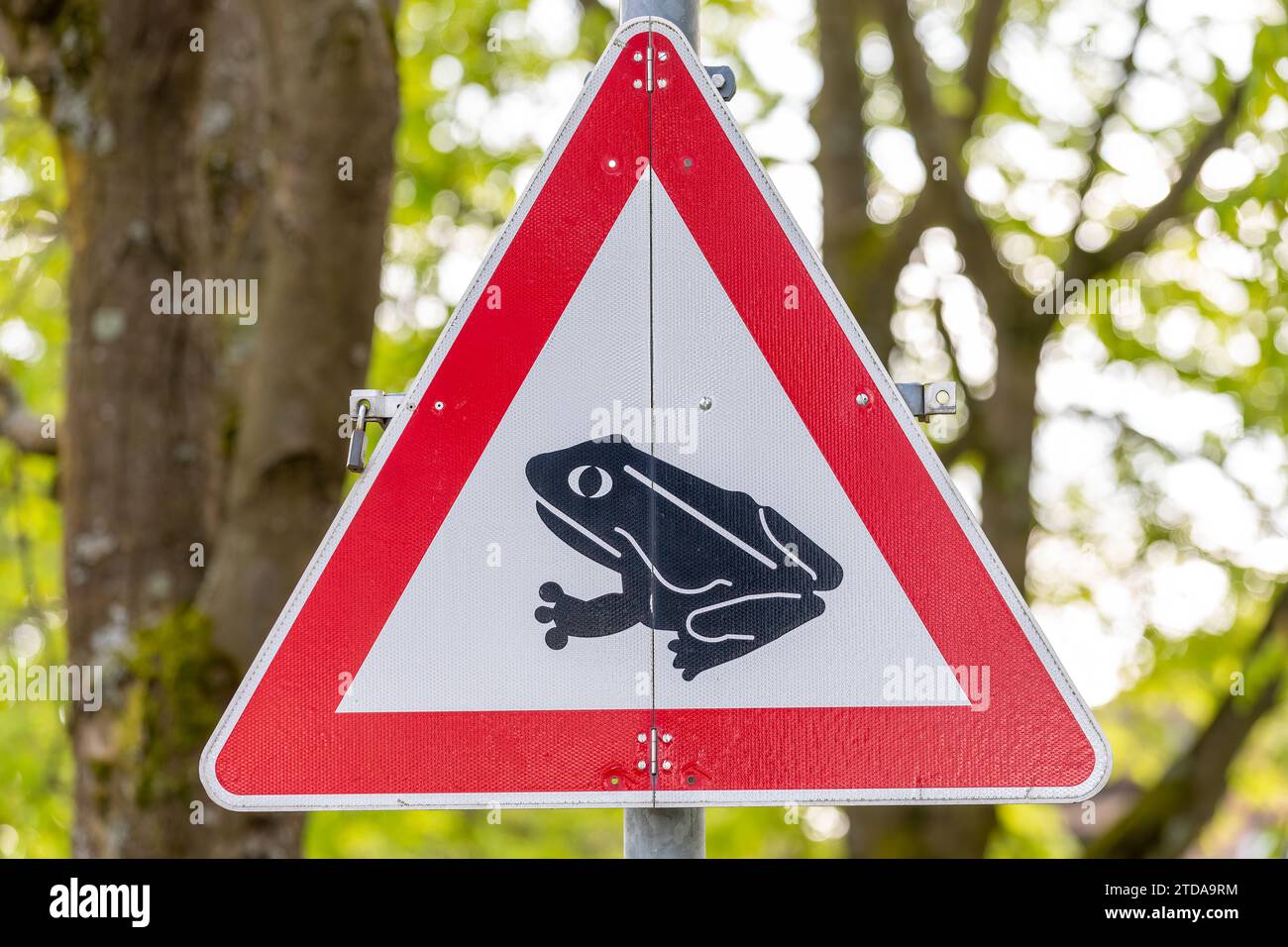 Attention : Frogs Crossing Road - panneau de rue Avertissement sur la sécurité de la faune Banque D'Images