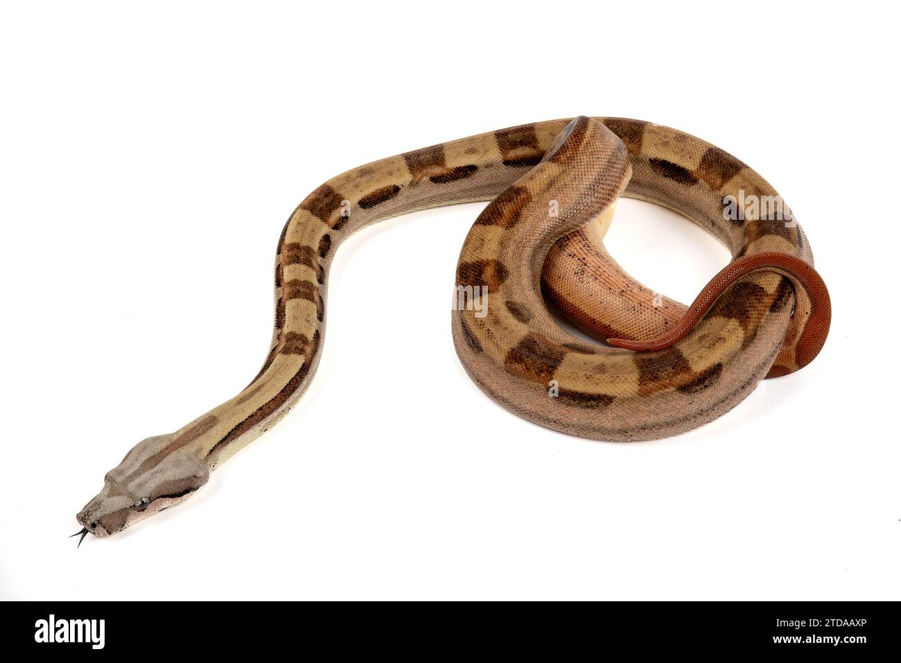 Boa Constrictor Imperator sur fond blanc - Exotic Reptile Snake photo stock Banque D'Images