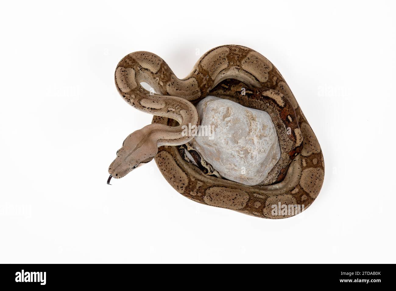 Constrictor Boa d'Amérique centrale avec des couleurs ardentes sur fond blanc - Exotic Reptile Wildlife photo stock Banque D'Images