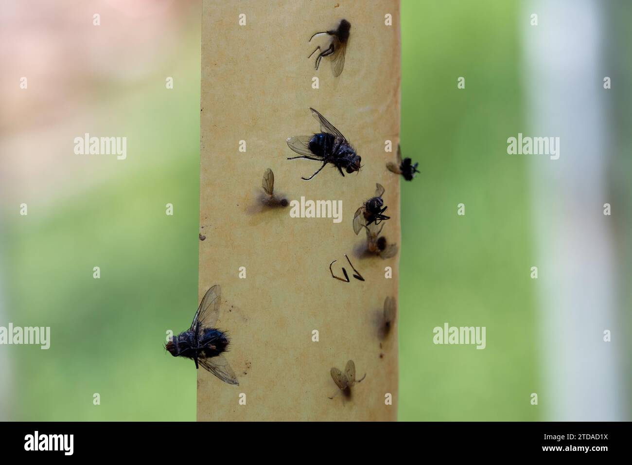 Piège à mouches avec des dlies mortes Banque D'Images
