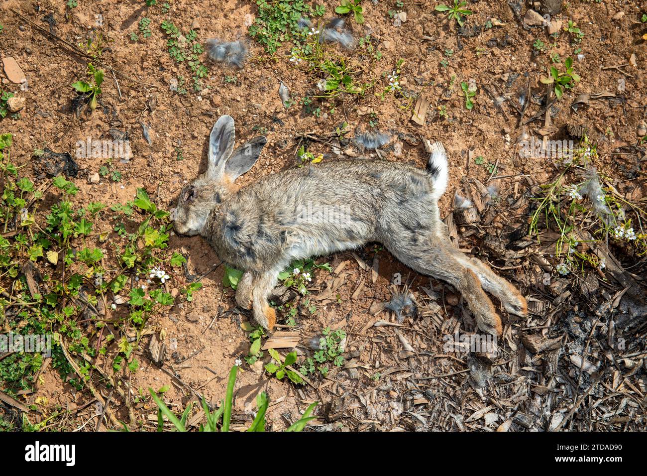 Life and Death in the Wild : Dead Hare couché dans le champ - Wildlife Traged Banque D'Images