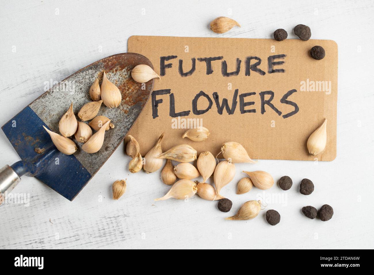 Future Flowers A Trowel et Daffofil Bulbs Flat Lay Banque D'Images