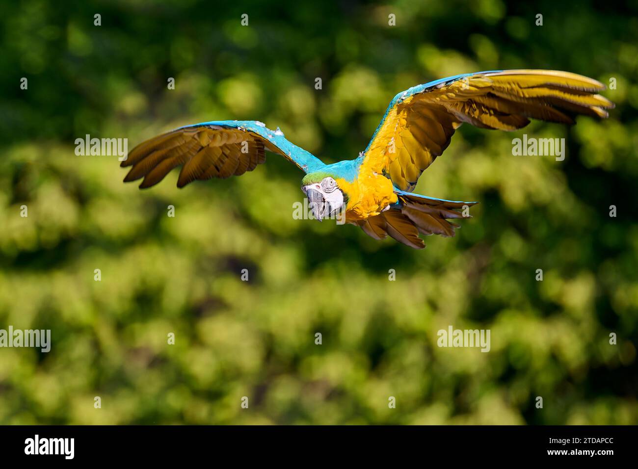 Gelbbrustara, Ara ararauna, Macas bleu et jaune Banque D'Images