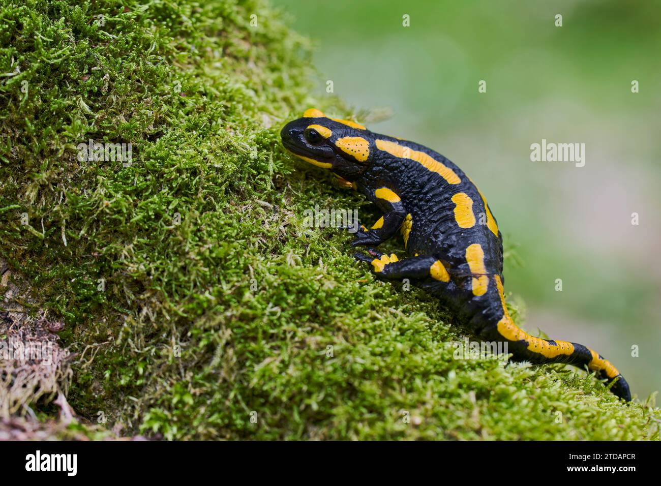 Salamandra salamandra, Feuersalamander, salamandre terrestre européenne Banque D'Images
