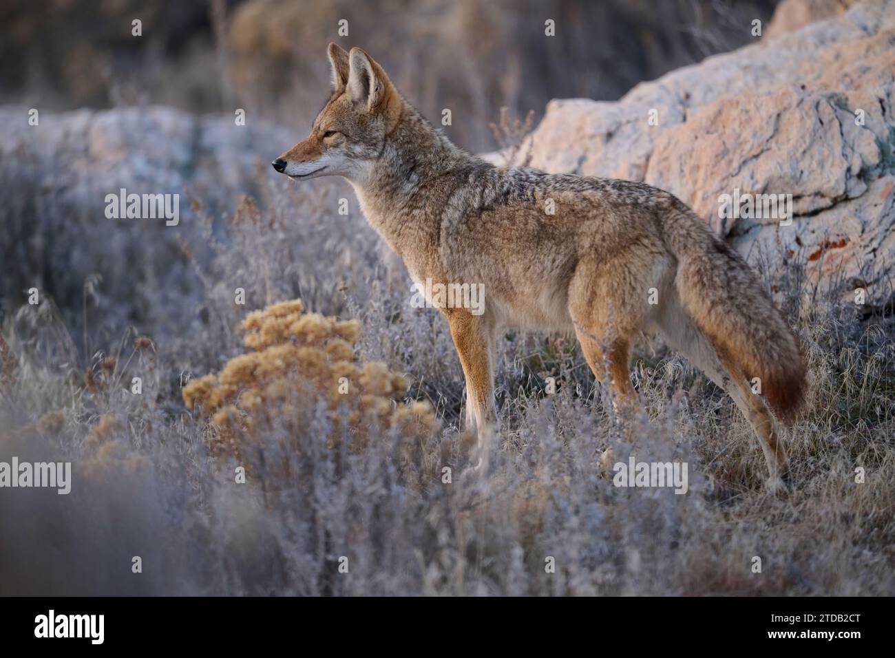 Coyote dans l'Utah Banque D'Images Coyote dans l'Utah Banque D'Images