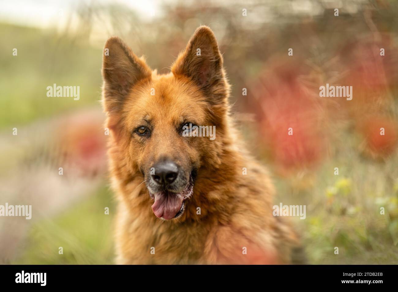 Portrait de tête d'un beau chien berger allemand en automne en plein air Banque D'Images Portrait de tête d'un beau chien berger allemand en automne en plein air Banque D'Images