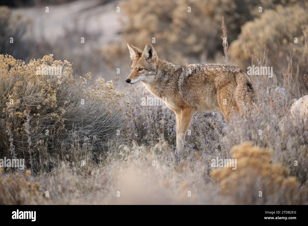 Coyote dans l'Utah Banque D'Images Coyote dans l'Utah Banque D'Images