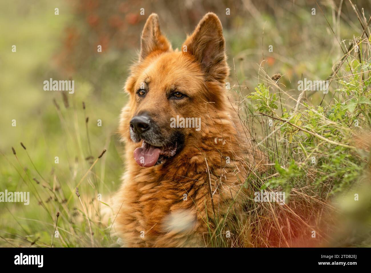 Portrait de tête d'un beau chien berger allemand en automne en plein air Banque D'Images Portrait de tête d'un beau chien berger allemand en automne en plein air Banque D'Images