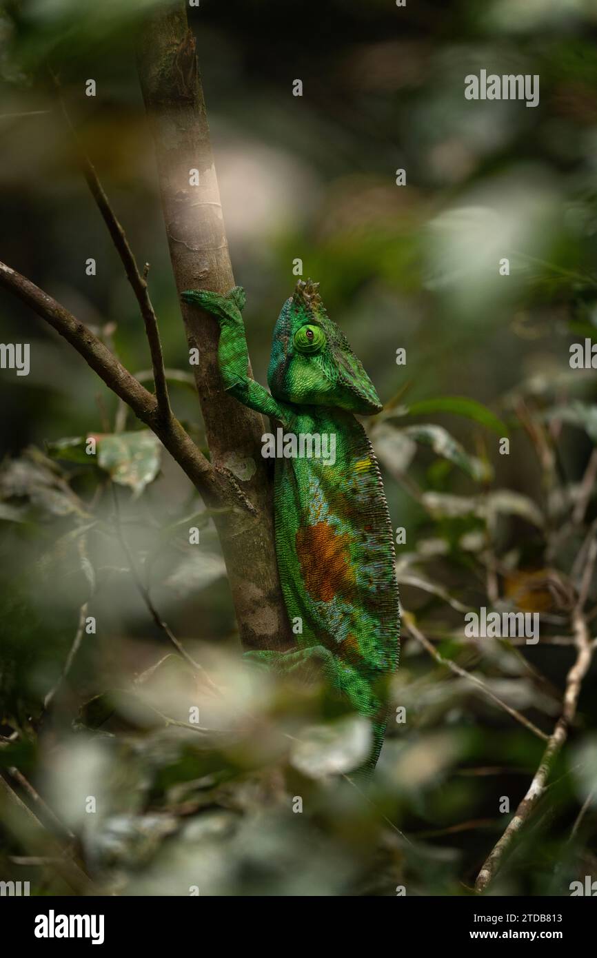 Le caméléon de Parson grimpe dans la forêt de Madagascar. Green Calumma parsonii cherche de la nourriture. Grand caméléon en habitat naturel. Banque D'Images Le caméléon de Parson grimpe dans la forêt de Madagascar. Green Calumma parsonii cherche de la nourriture. Grand caméléon en habitat naturel. Banque D'Images
