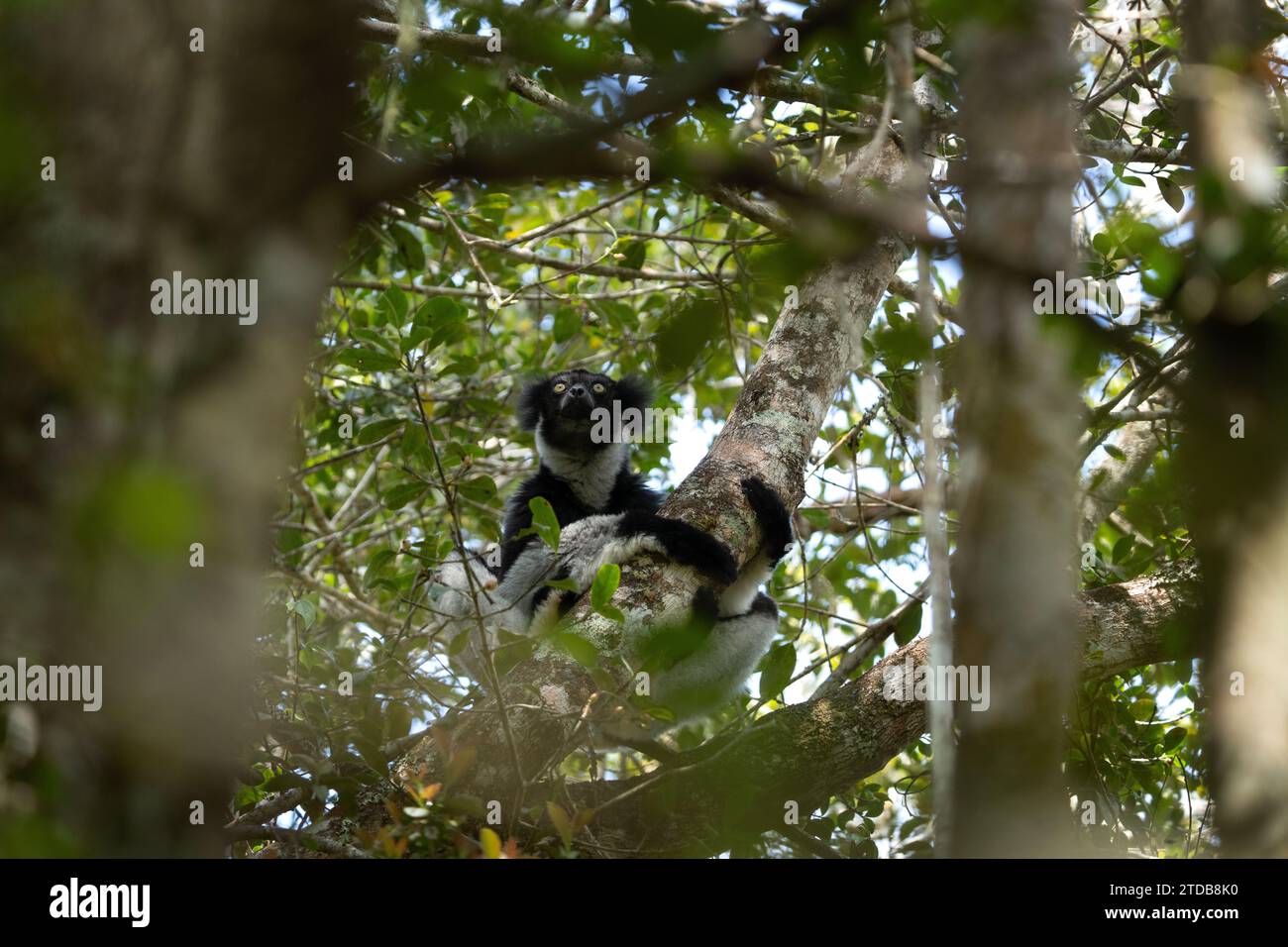Indri sur l'arbre dans l'île de Madagascar. Le plus grand lémurien de Madagascar. Primate noir et blanc dans la forêt. Faune exotique. Banque D'Images Indri sur l'arbre dans l'île de Madagascar. Le plus grand lémurien de Madagascar. Primate noir et blanc dans la forêt. Faune exotique. Banque D'Images