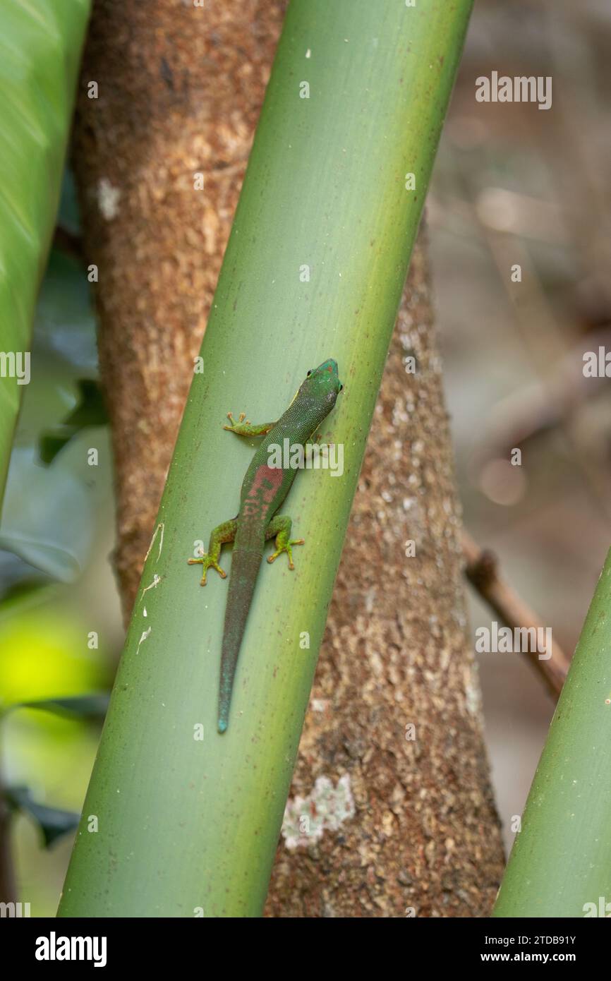 Phelsuma lineata grimpe dans la forêt sur Madagascar.le gecko de jour bordé se réchauffe sur le soleil. Gecko vert avec tache rouge sur le dos en habi naturel Banque D'Images