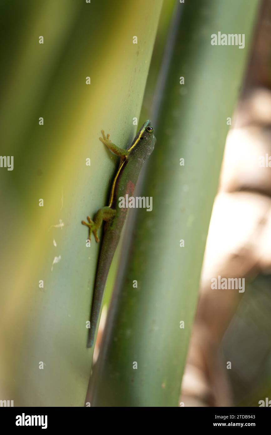 Phelsuma lineata grimpe dans la forêt sur Madagascar.le gecko de jour bordé se réchauffe sur le soleil. Gecko vert avec tache rouge sur le dos en habi naturel Banque D'Images