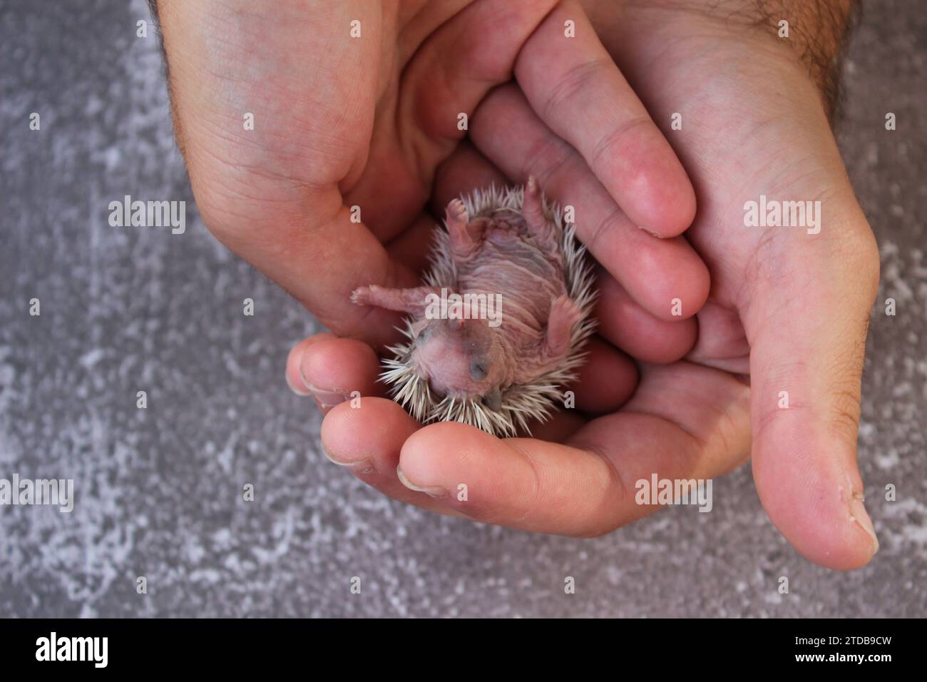 Un cliché d'un bébé hérisson allongé sur son dos dans les paumes d'une personne Banque D'Images