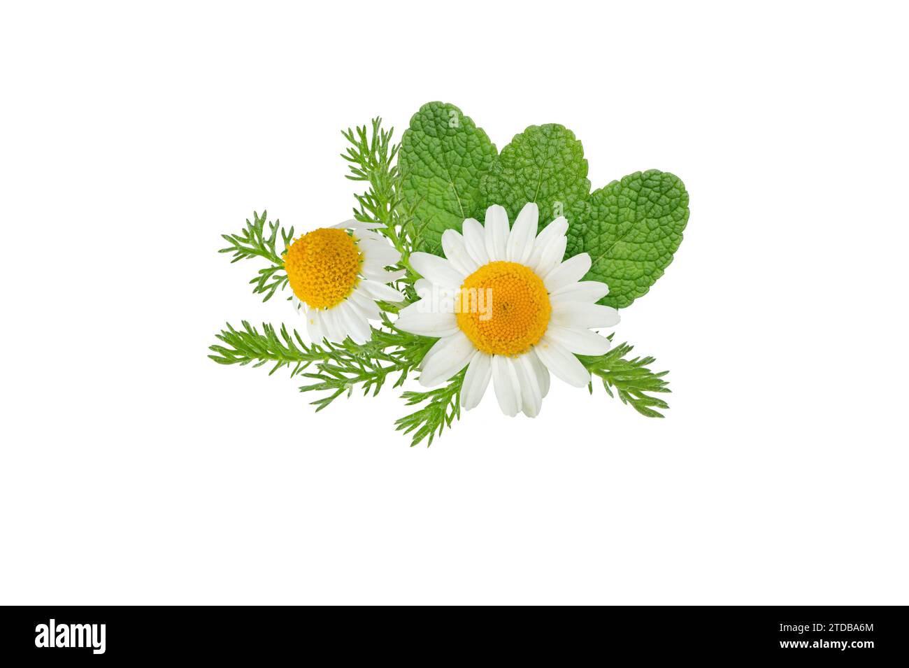 Bouquet de fleurs de camomille et de feuilles de menthe isolé sur blanc. Marguerite blanche en fleur et branche de menthe poivrée. Chamaemelum nobile à base de plantes et mentha médecine p Banque D'Images