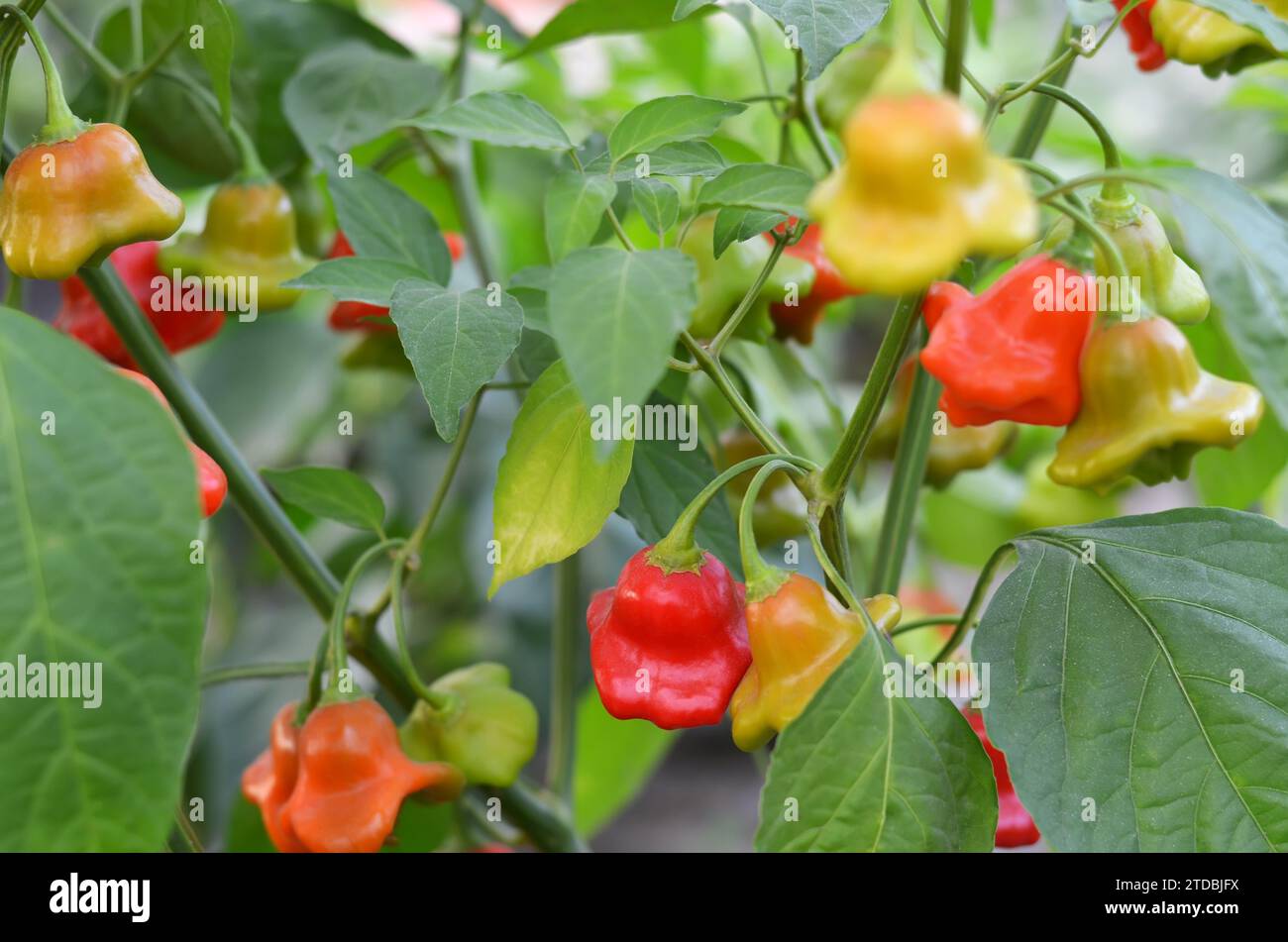 Culture du piment rouge de l'espèce Capsicum baccatum, dont les fruits sont en forme de cloche. Banque D'Images