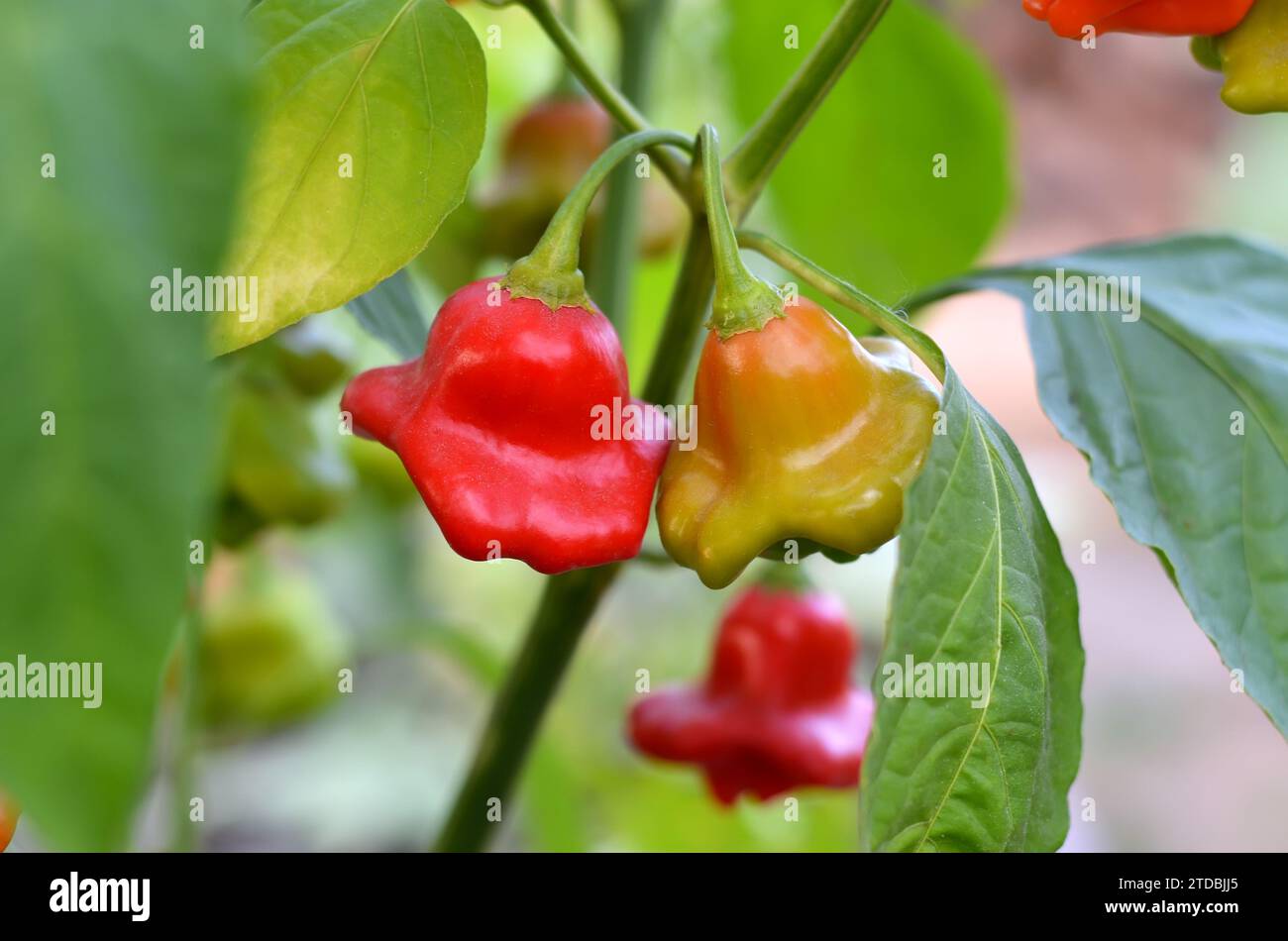 Gros plan d'un piment rouge en forme de cloche appartenant à l'espèce Capsicum baccatum. Banque D'Images